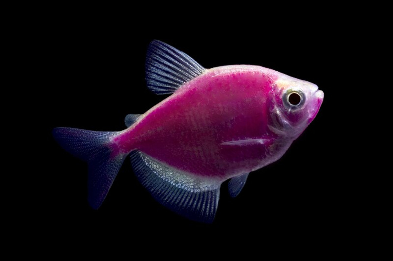 glow tetra fish