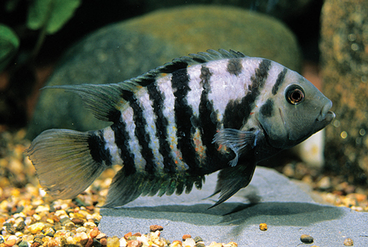 zebra convict cichlid