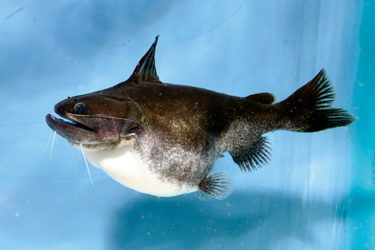 OGRE (GULPER) CATFISH medium