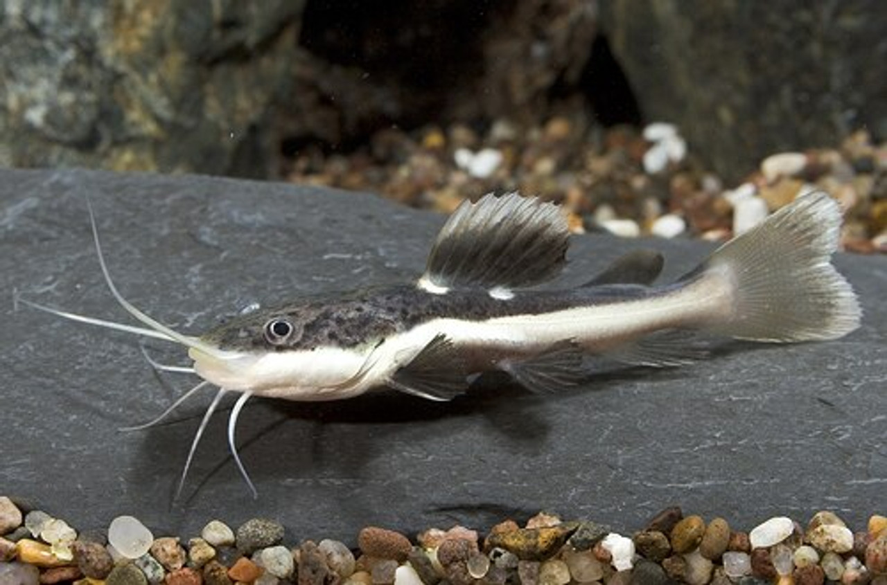 Redtail Catfish (Phractocephalus hemioliopterus) - Aqua Imports