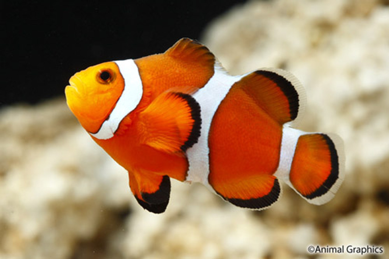 Stubby Ocellaris Clownfish Tank Raised small