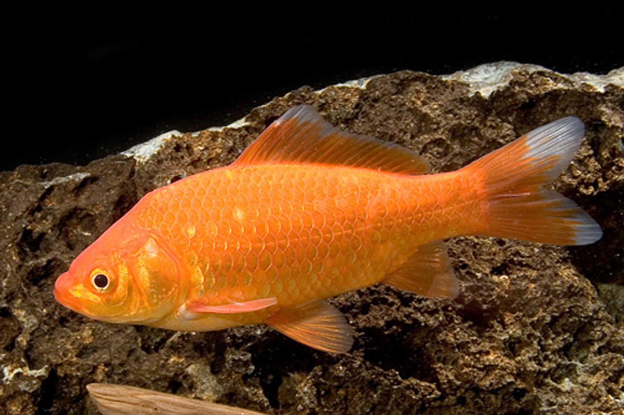 large feeder goldfish