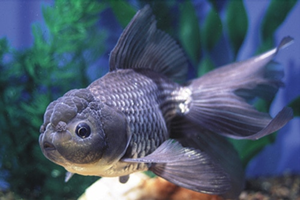 Blue hot sale oranda goldfish