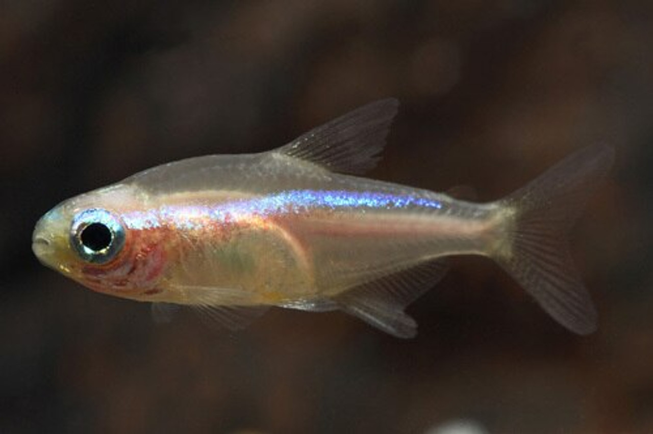 neon tetra fish pregnant