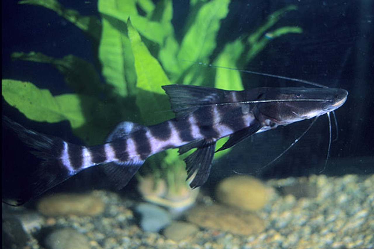 tigrinus catfish care