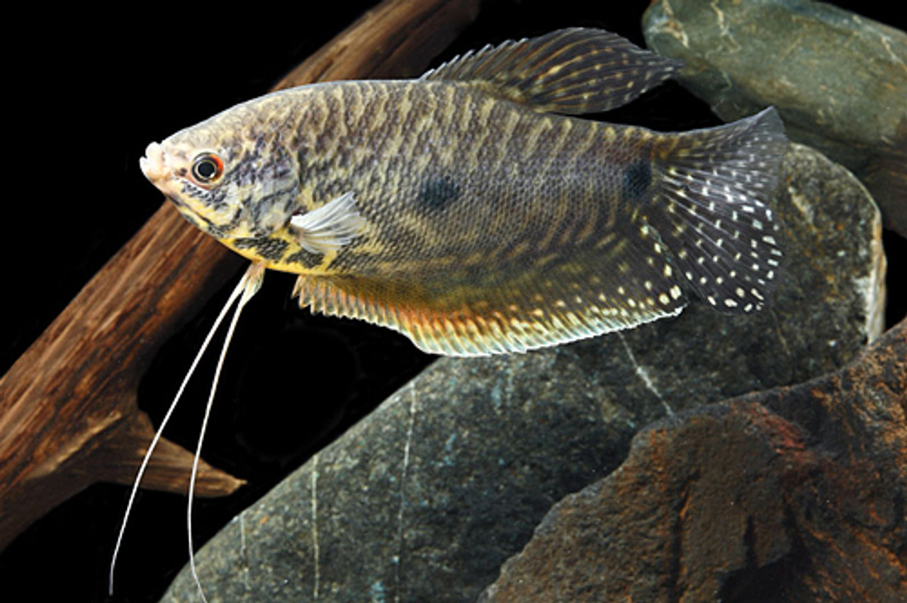 lavender gourami