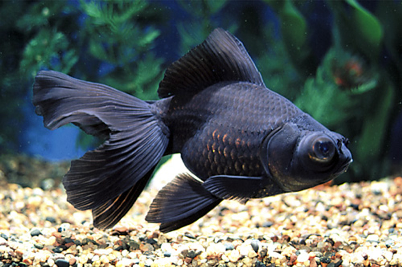 oranda black moor goldfish