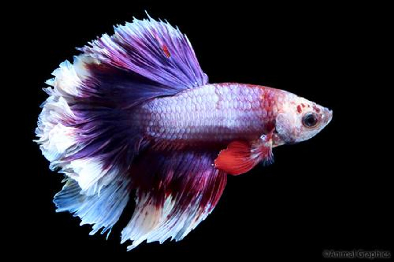 rosetail betta for sale