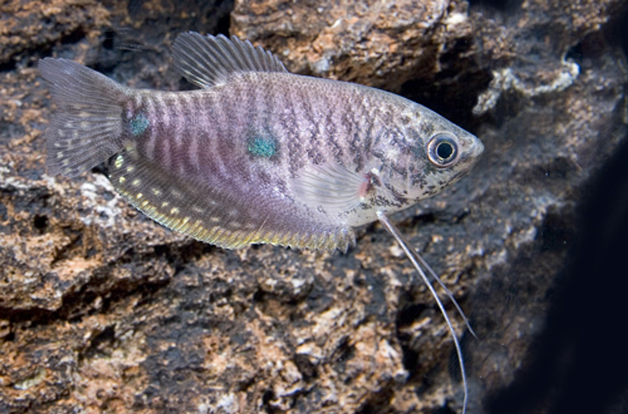 lavender gourami