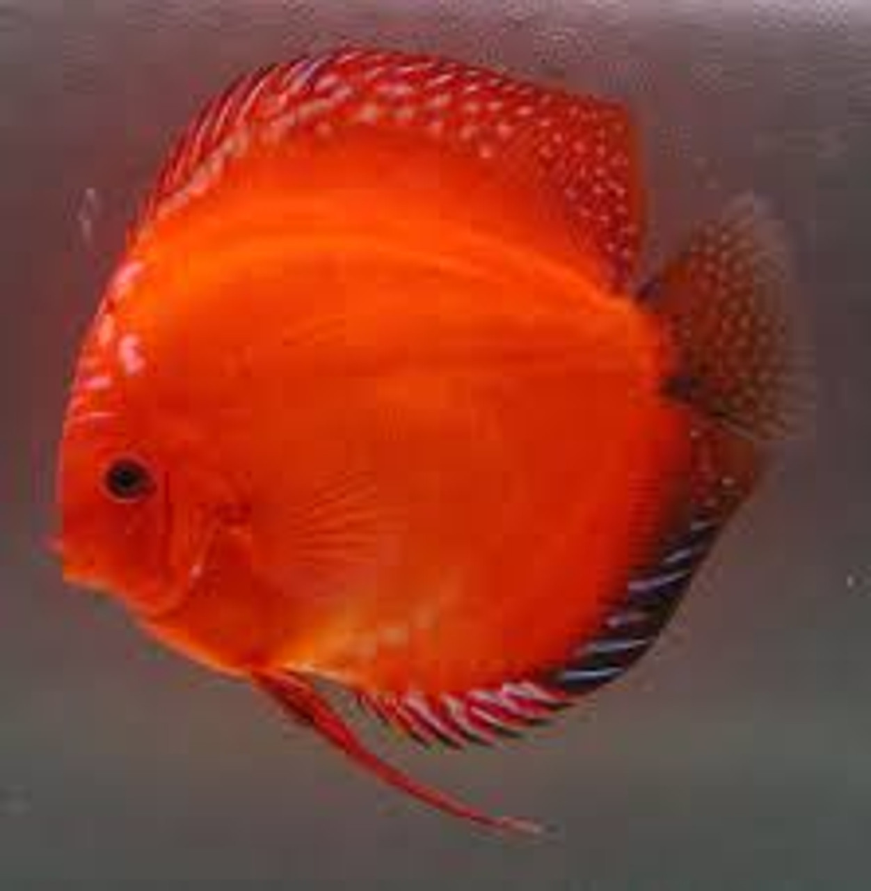 stendker discus