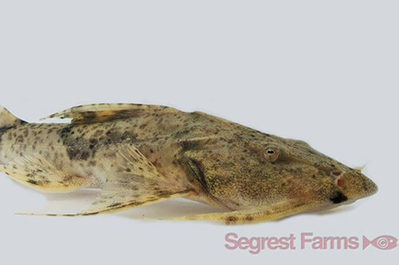 Painted Devil Catfish (Bagarius yarrelli) - Large/Show
