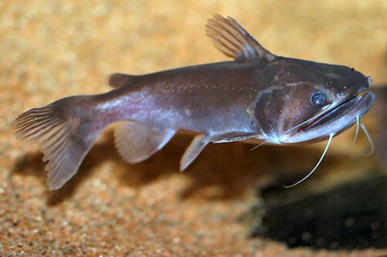 Ogre Gulper Catfish regular size