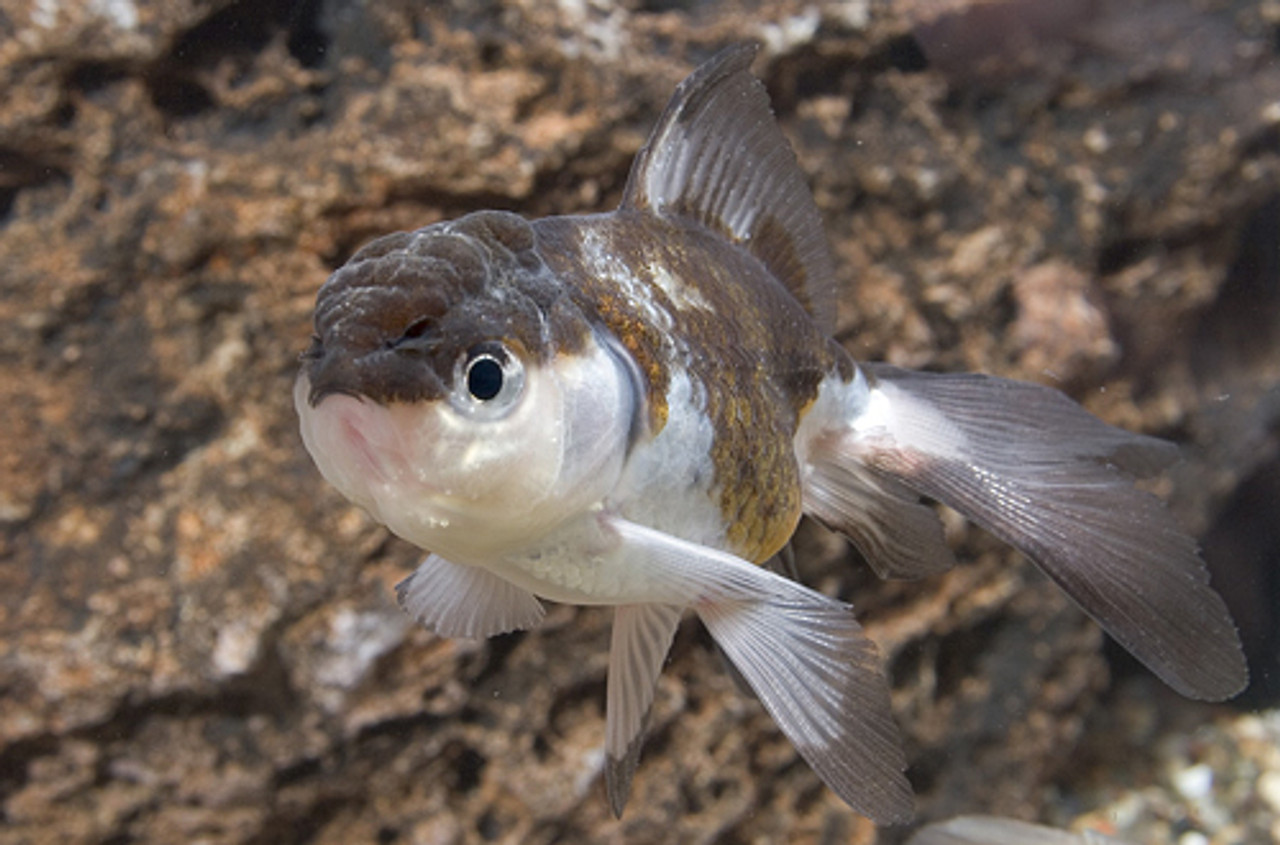 panda oranda goldfish