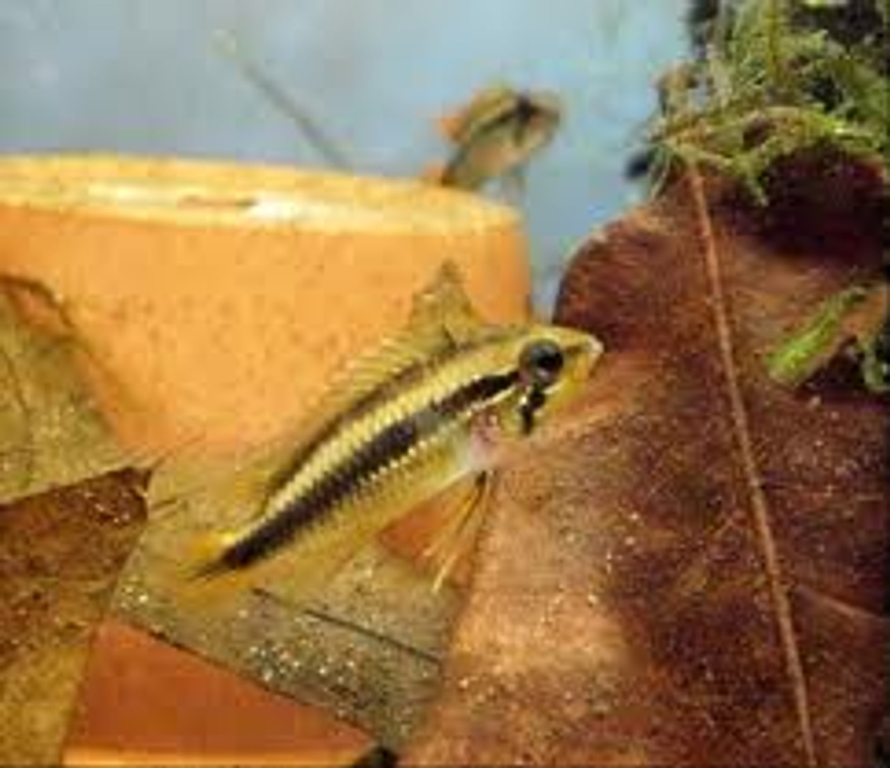 Trampe pludselig Flourish Apistogramma agassiz double red Female - Bluegrassaquatics.com