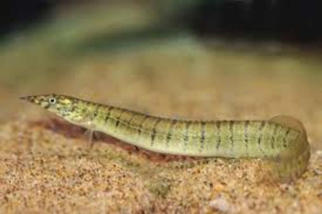 Half Banded Spiney Eel MEDIUM - Bluegrassaquatics.com