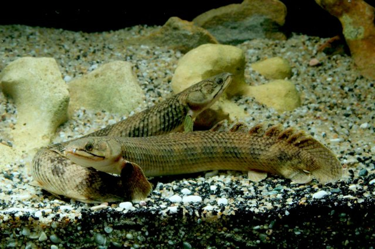 Mokele-Mbembe Bichir (Polypterus mokolembembe) - Aqua Imports