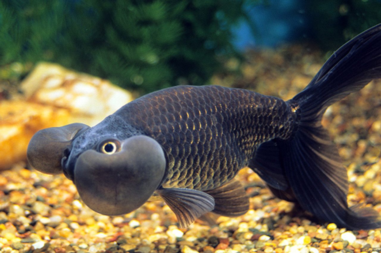 Black Bubble Eye Goldfish REGULAR 