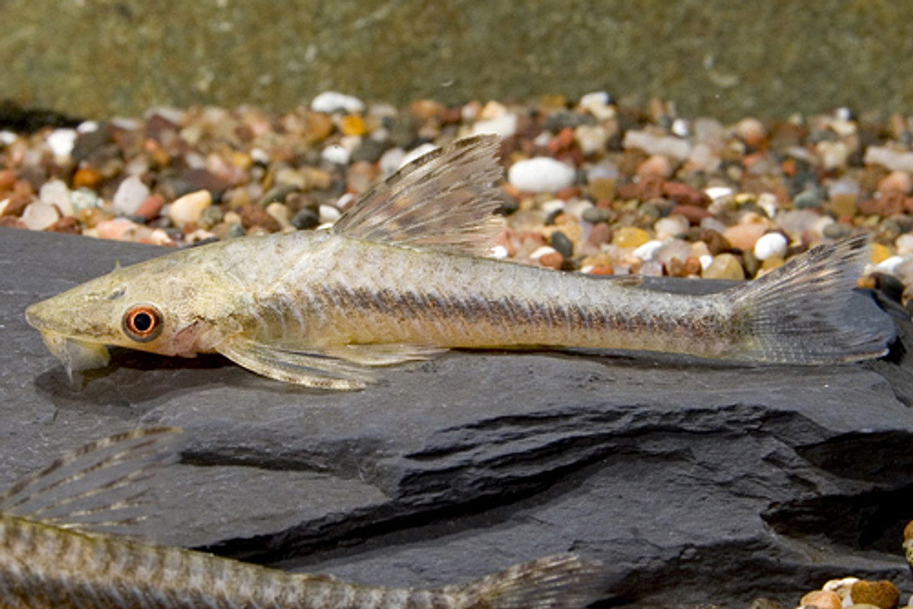 giant otocinclus