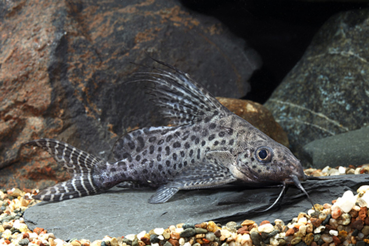 CATFISH - SYNODONTIS FEATHERFIN / EUPTERUS Synodontis eupterus