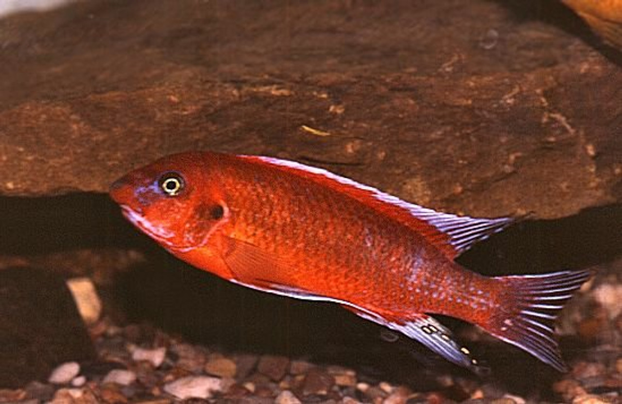 Labeotropheus chilumba Trewavasae Ochre 1.25-2.25 inches 