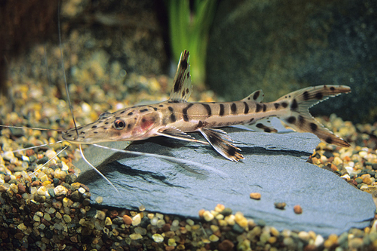 Tiger Shovelnose Catfish MEDIUM Bluegrassaquatics tiger-shovelnose-catfish-medium-bluegrassaquatics