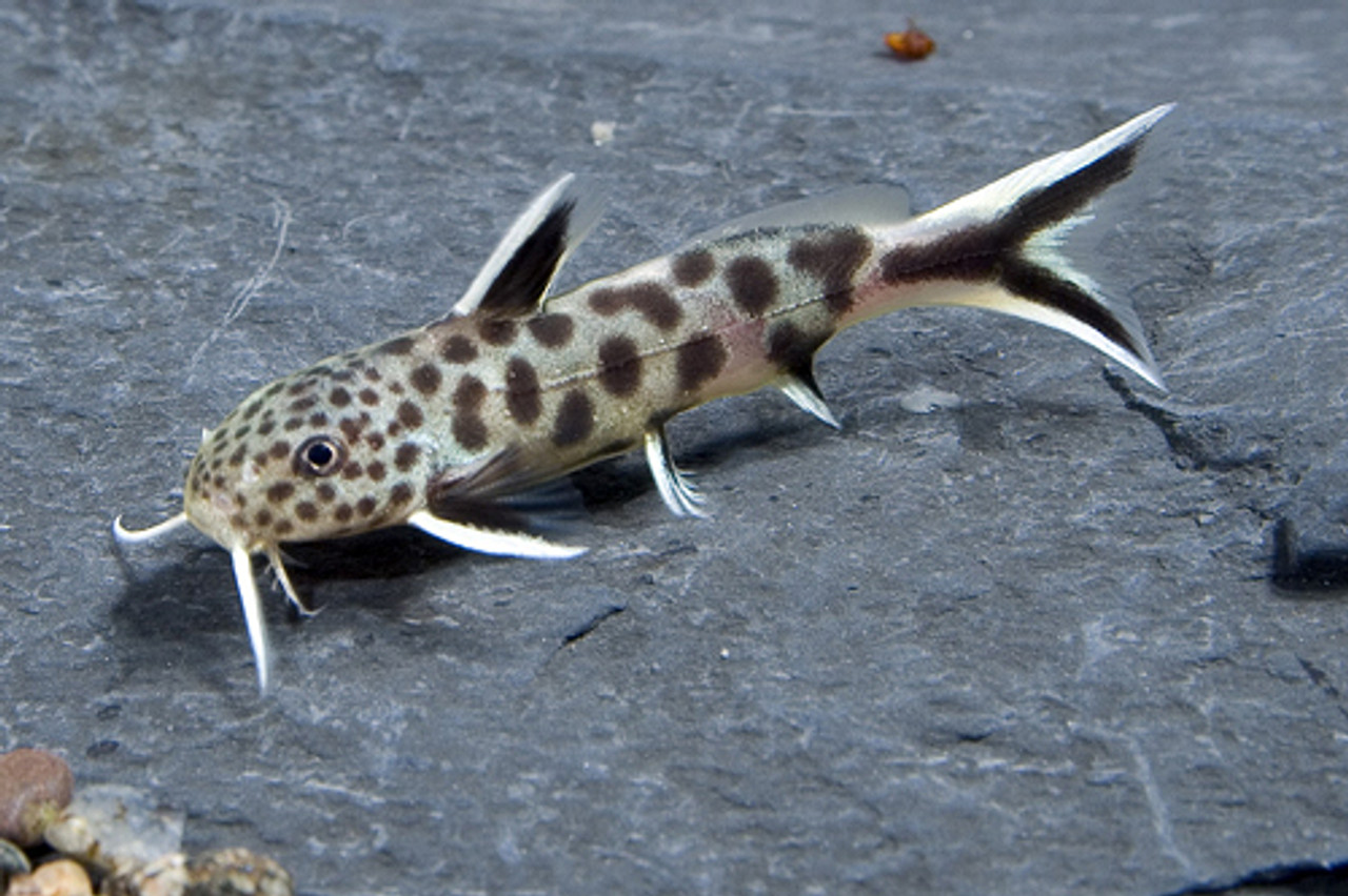 Synodontis Petricola Catfish Florida SMALL 
