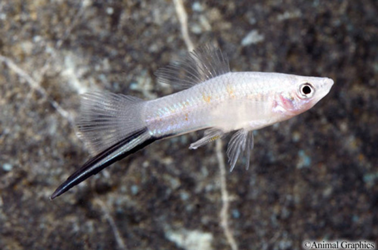 blue swordtail fish