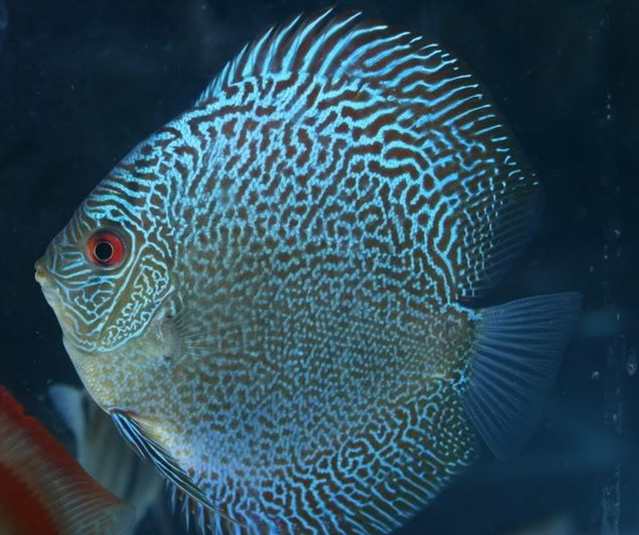 BLUE SNAKESKIN DISCUS medium 3