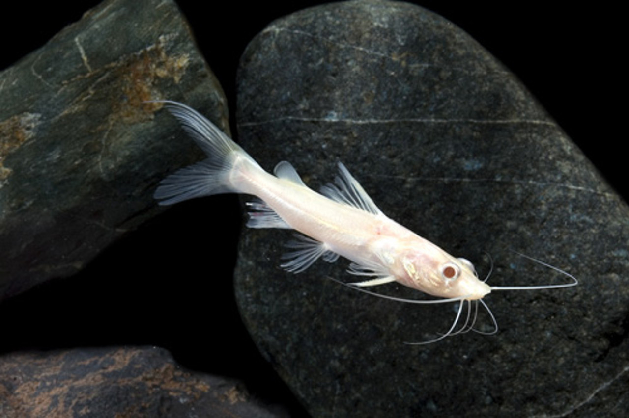 Vær sød at lade være Genoptag Dæmon Albino Asian Redtail Catfish REGULAR - Bluegrassaquatics.com