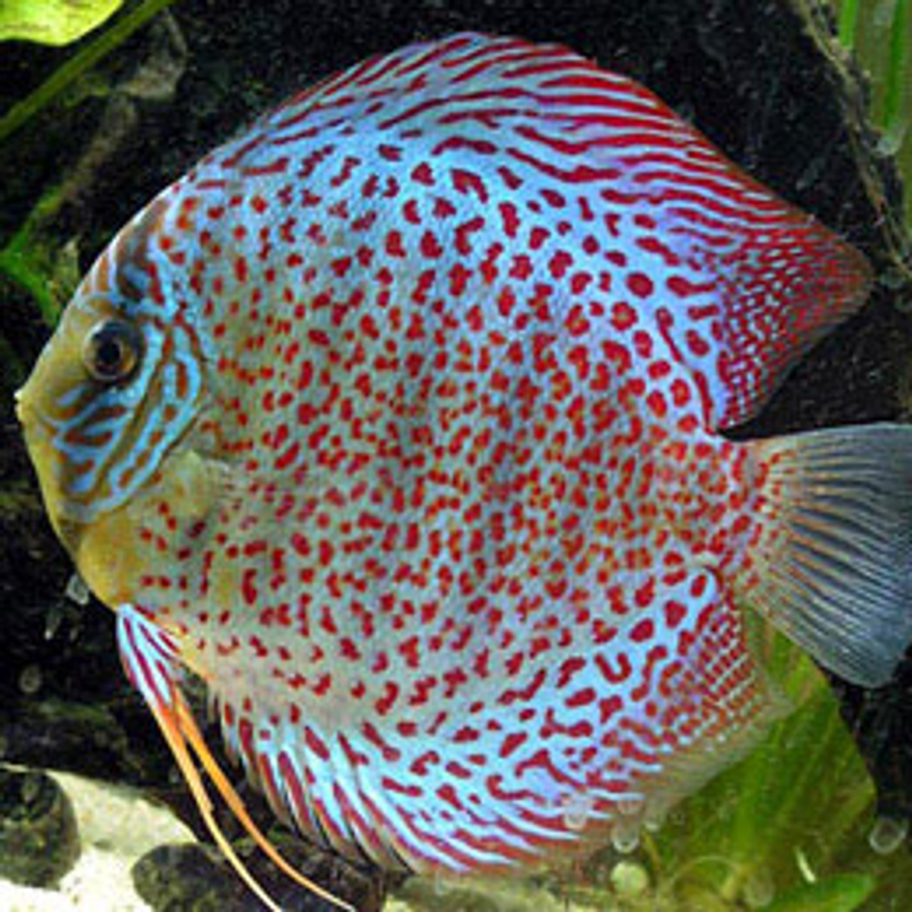 Super Eruption Discus Blue Base | Aquarium Fish India