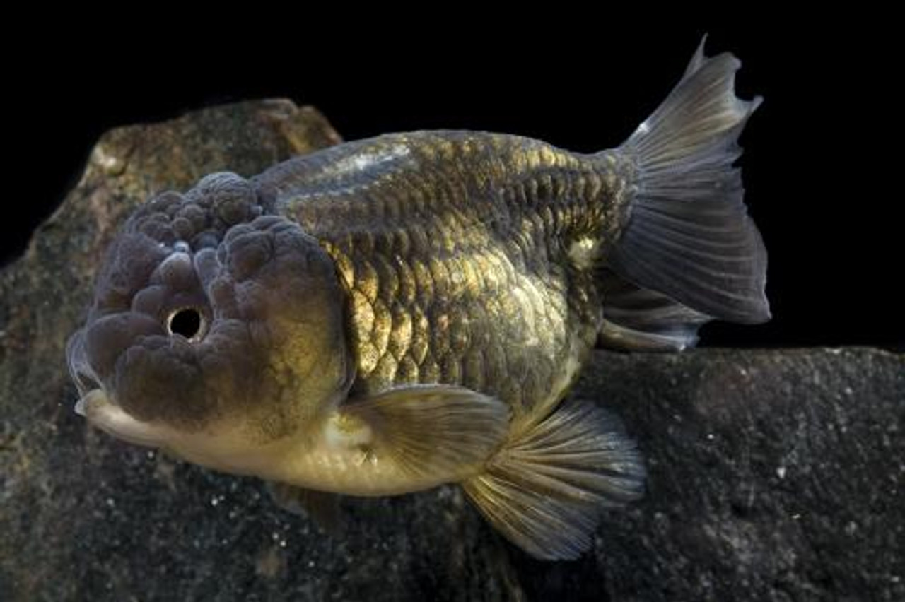 ranchu black goldfish