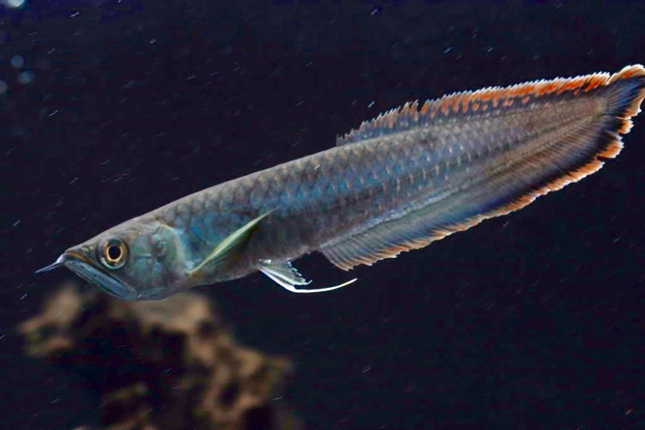 Black Arowana Tank Raised MEDIUM - Bluegrassaquatics.com