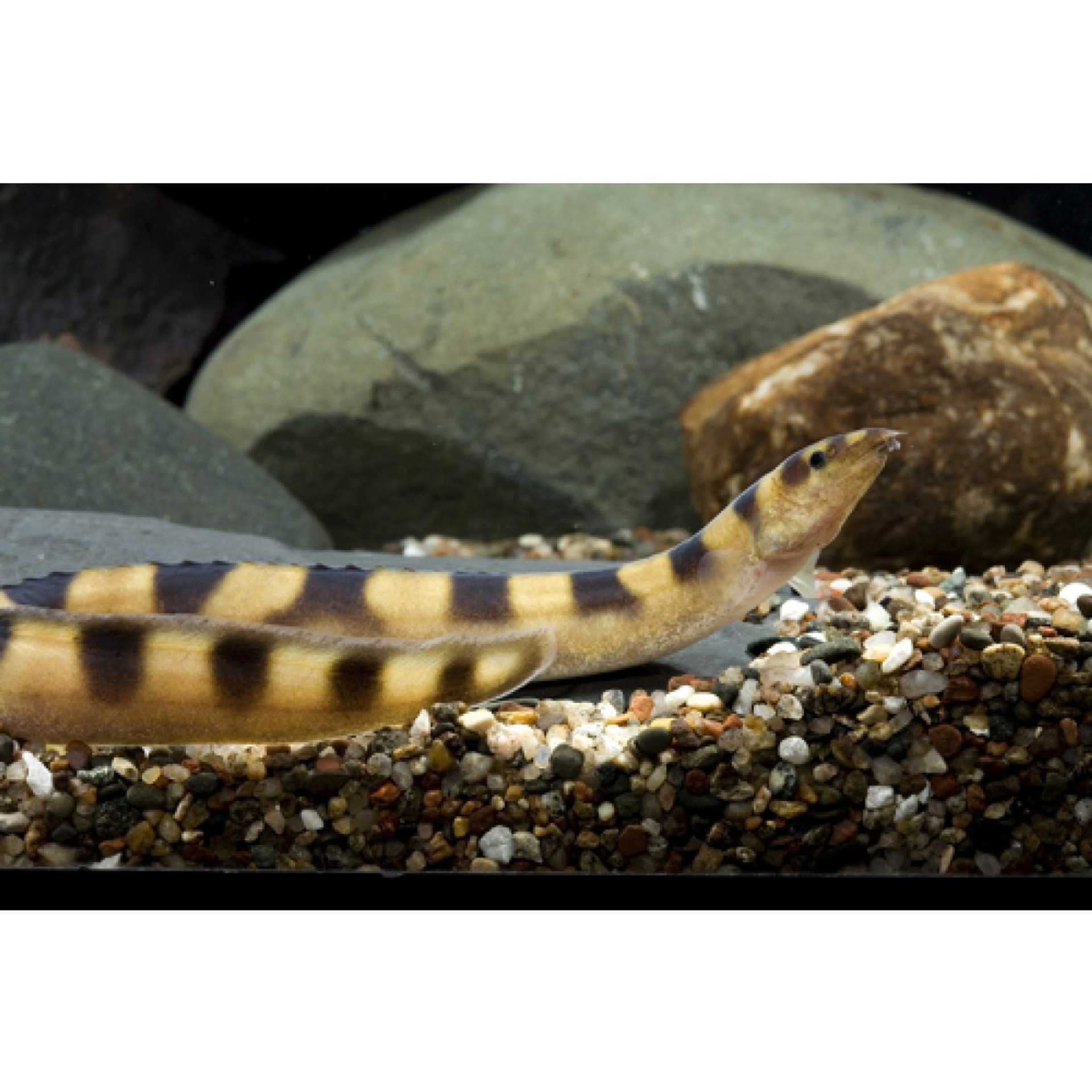 TANGANYIKAN ZEBRA EEL - LARGE - Bluegrassaquatics.com