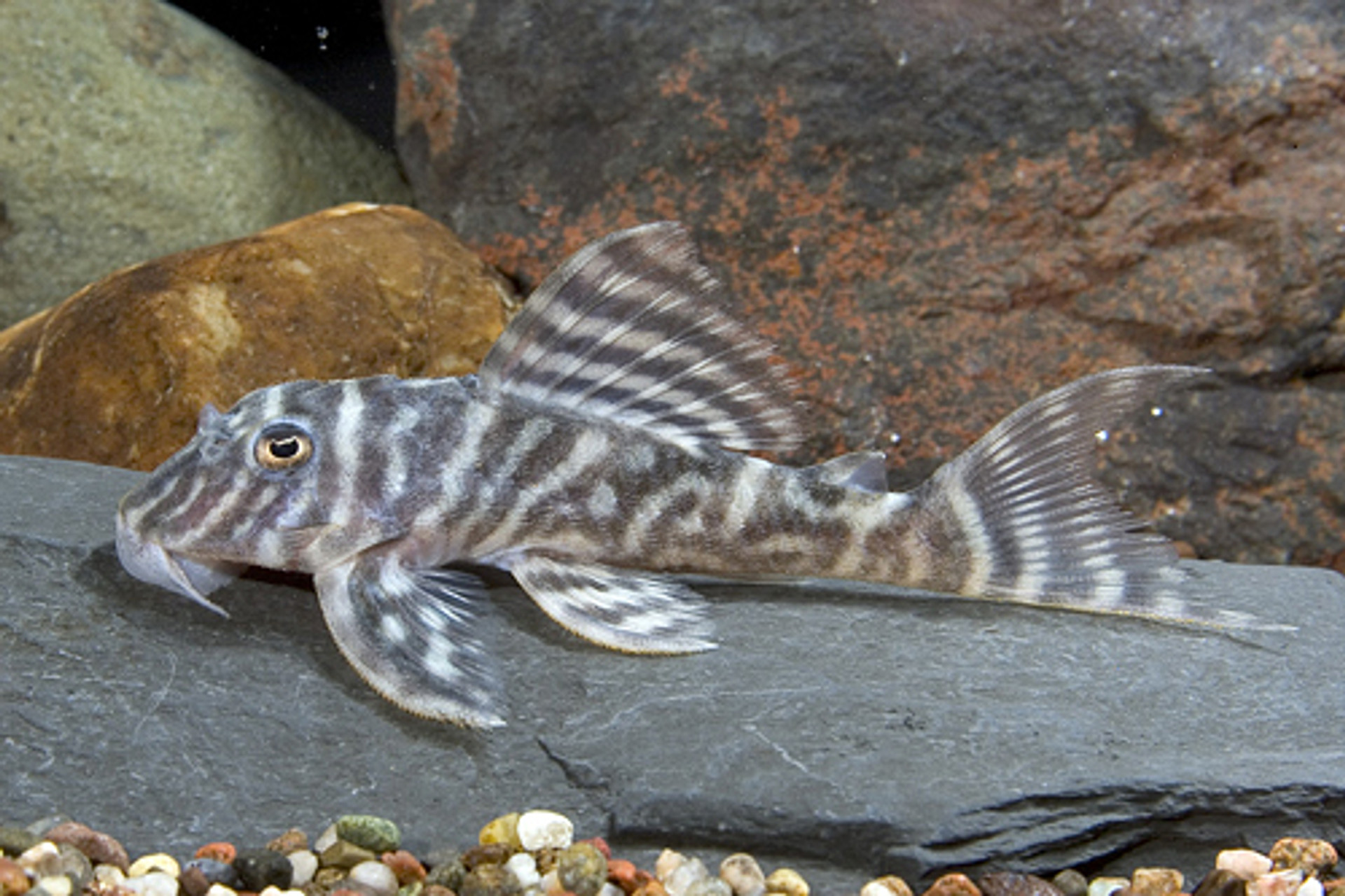 zebra pleco tank size