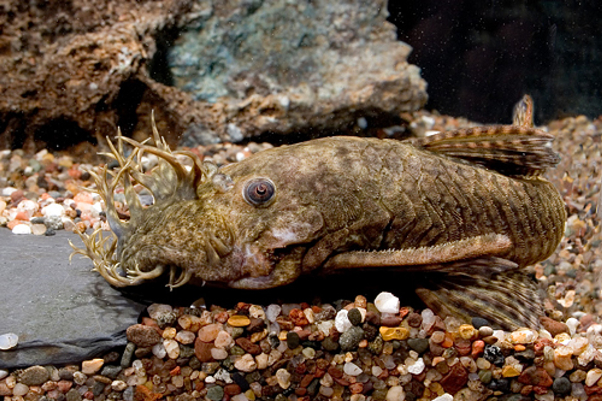 L144a BRISTLENOSE PLECO Large