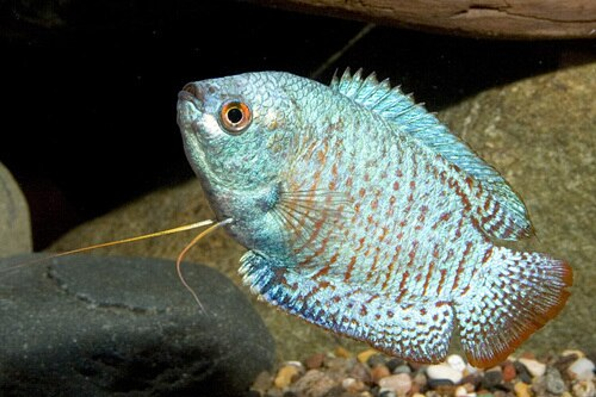 Cobalt Blue Dwarf Gourami Male 