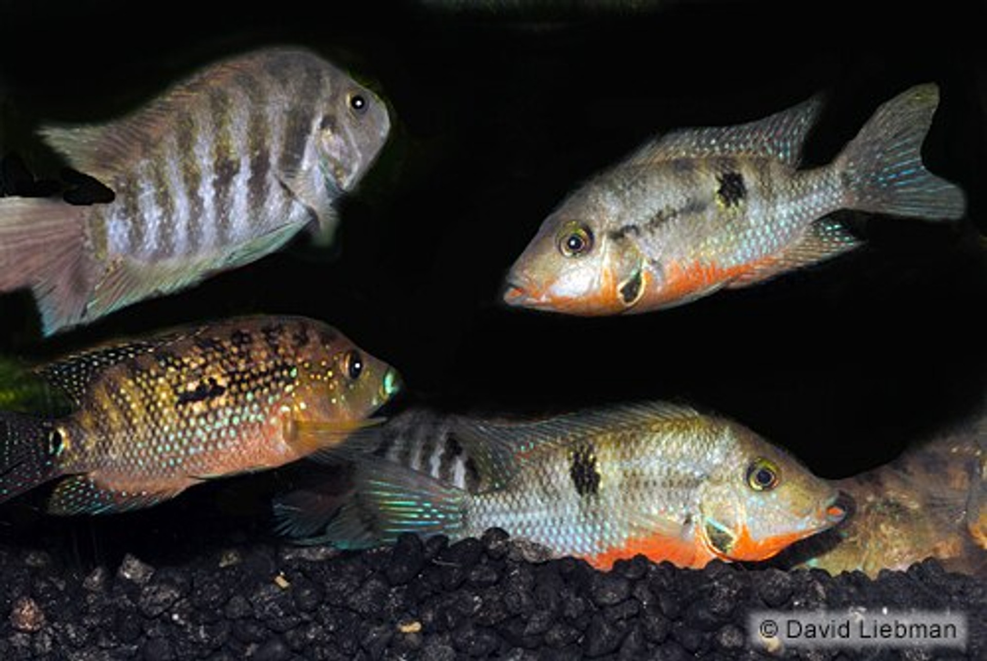 Assorted South American Cichlid REGULAR Bluegrassaquatics Com   Apis5hxpw  42939.1607360200 