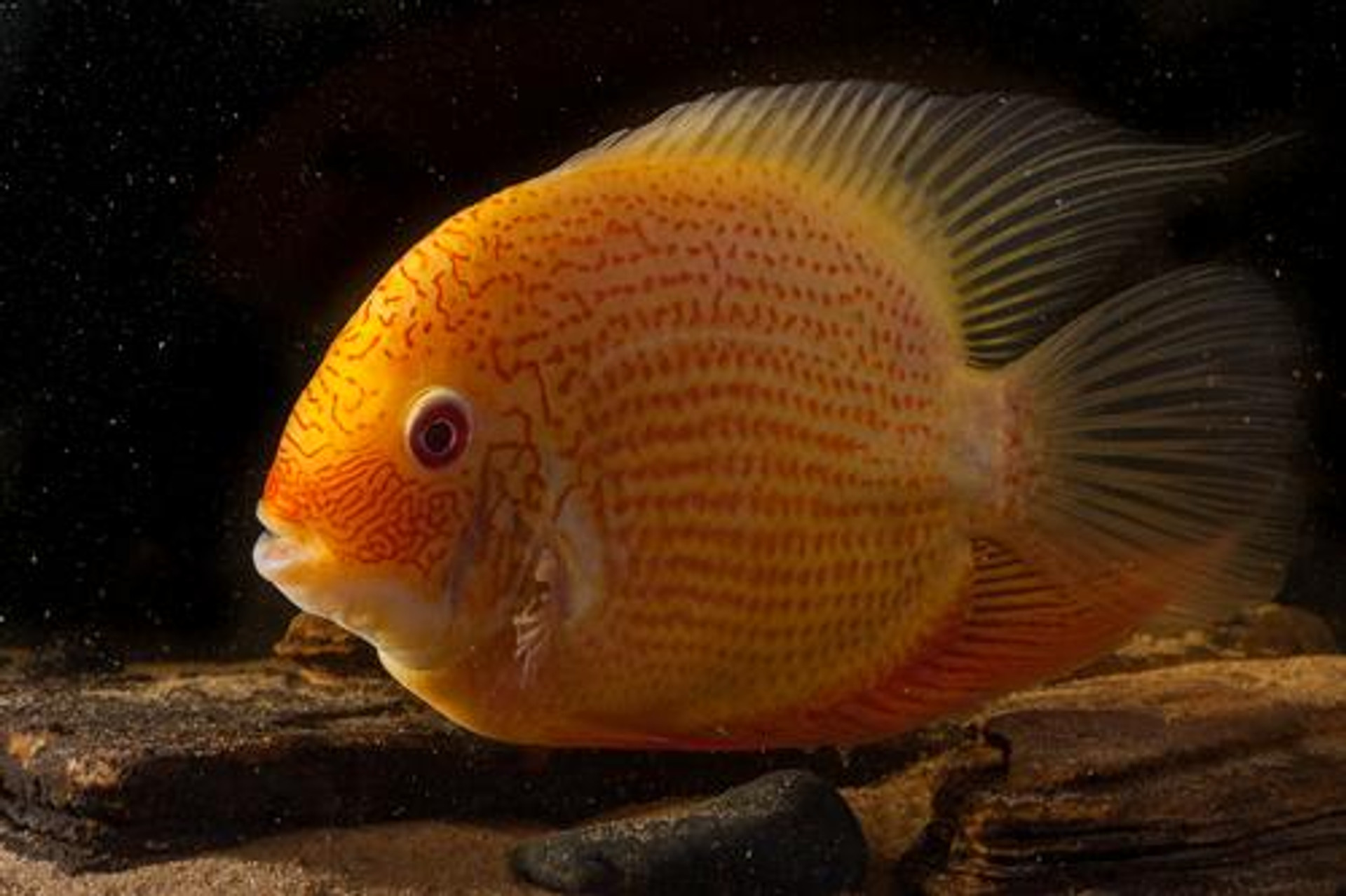 red zebra cichlid vs gold severum