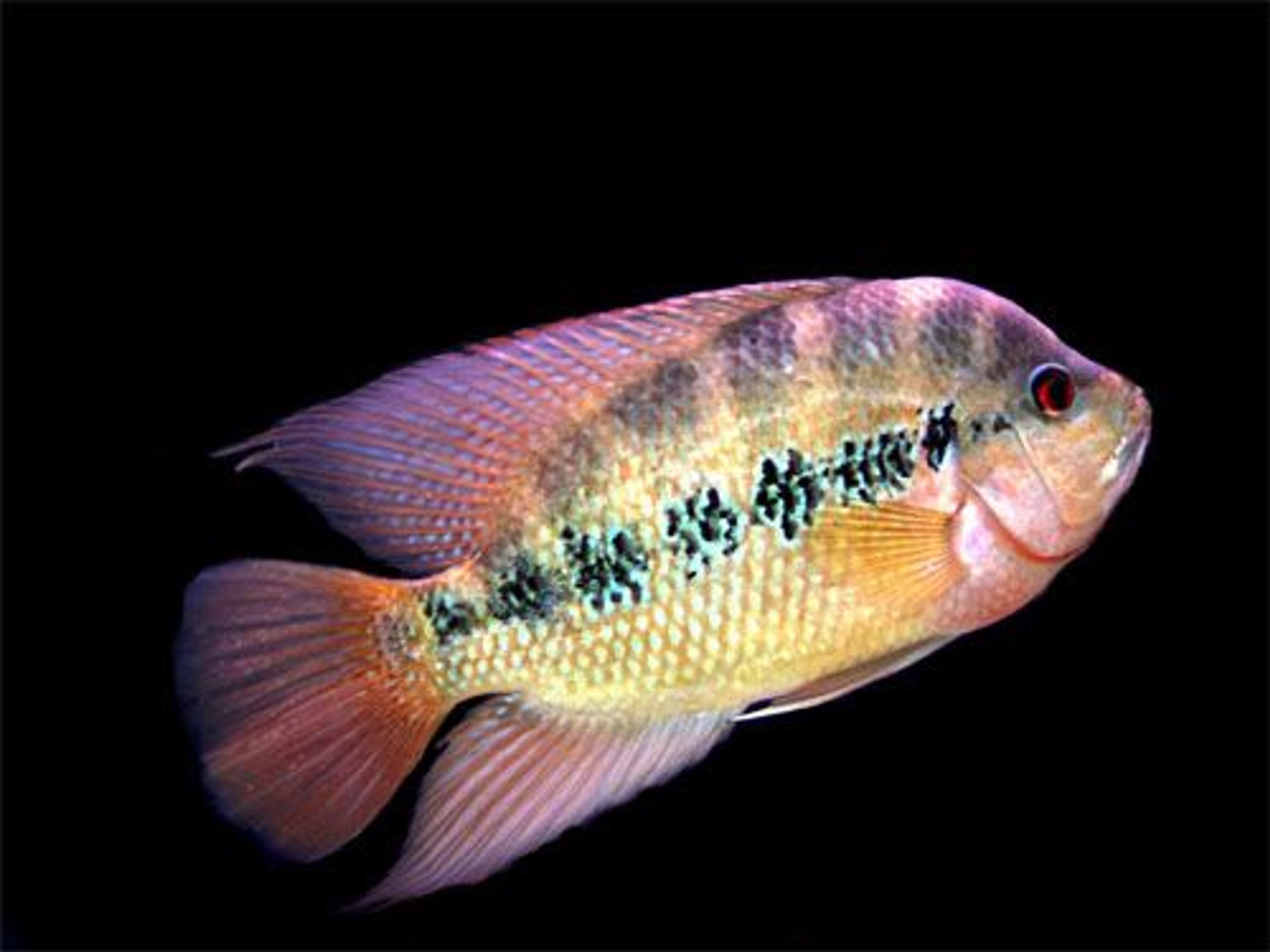 Amphilophus Lyonsi Cichlid REGULAR - Bluegrassaquatics.com