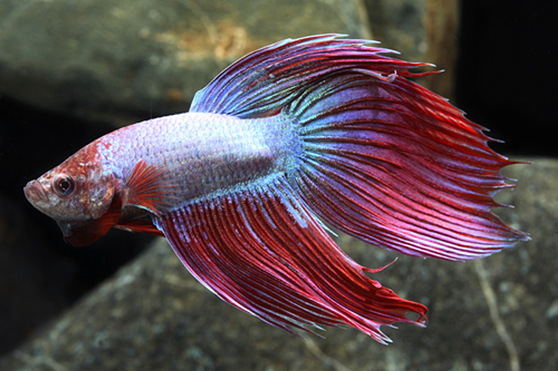 aqua boy betta fish names