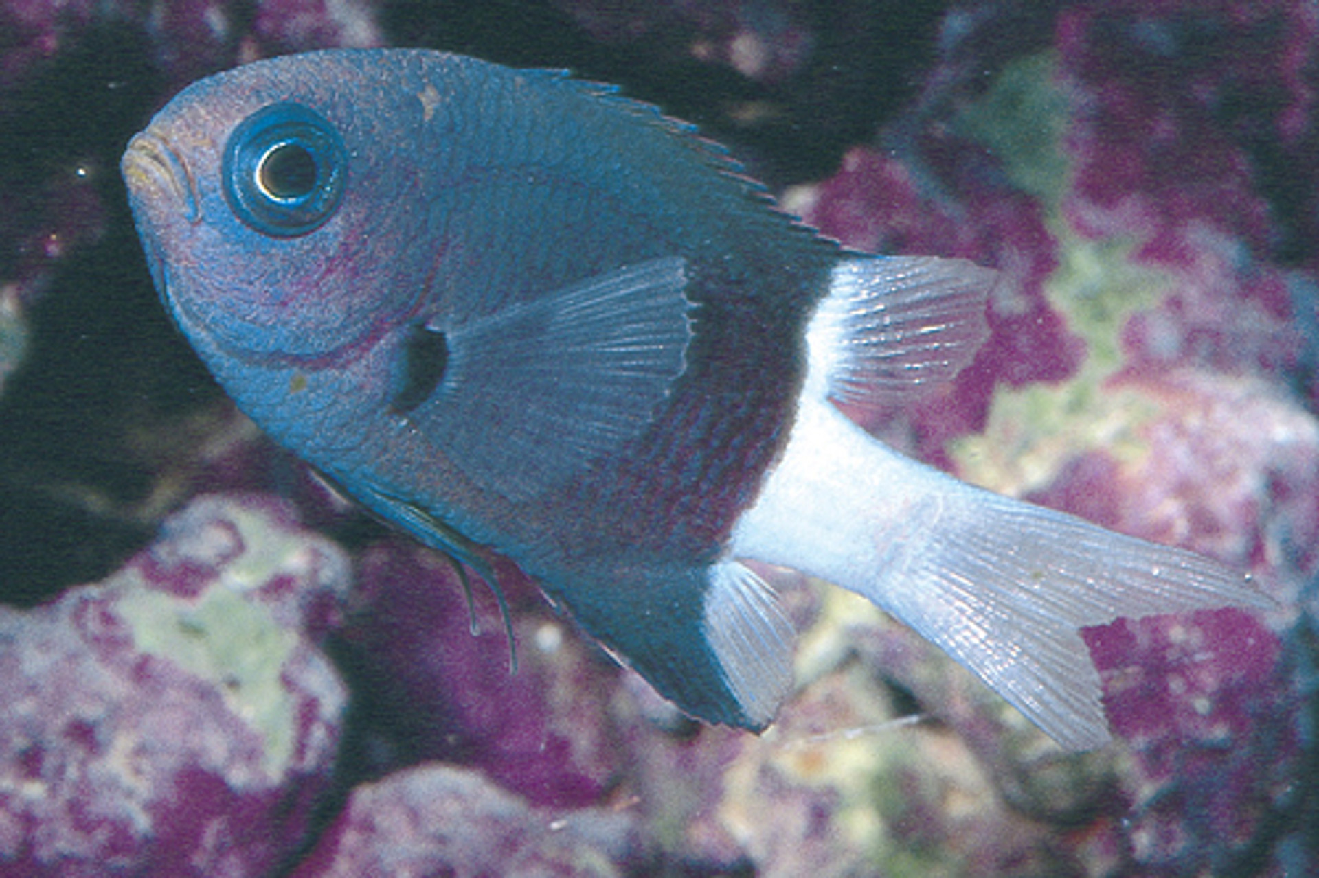 Blue Reef Chromis LARGE - Bluegrassaquatics.com