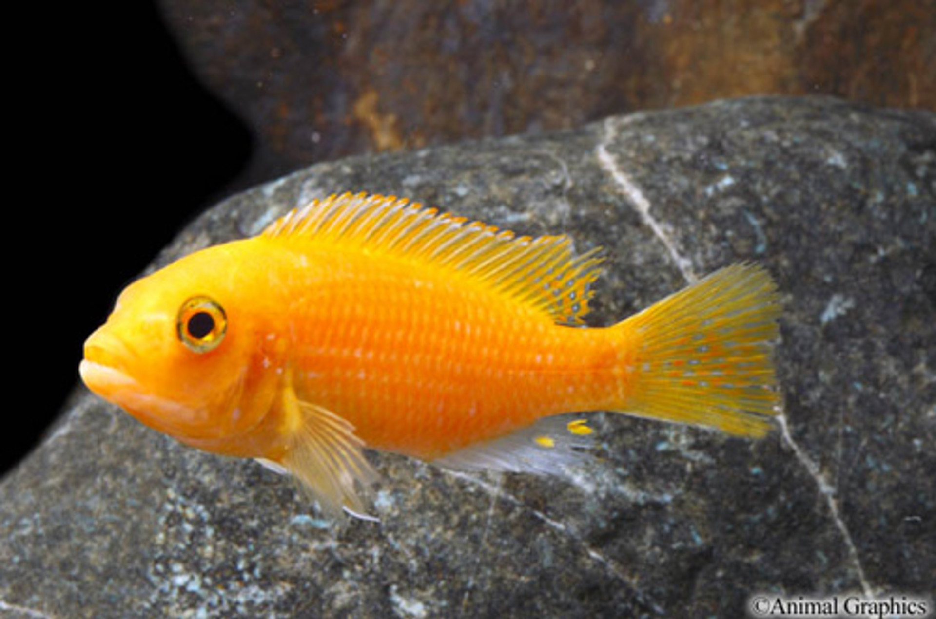 red zebra cichlid scratching