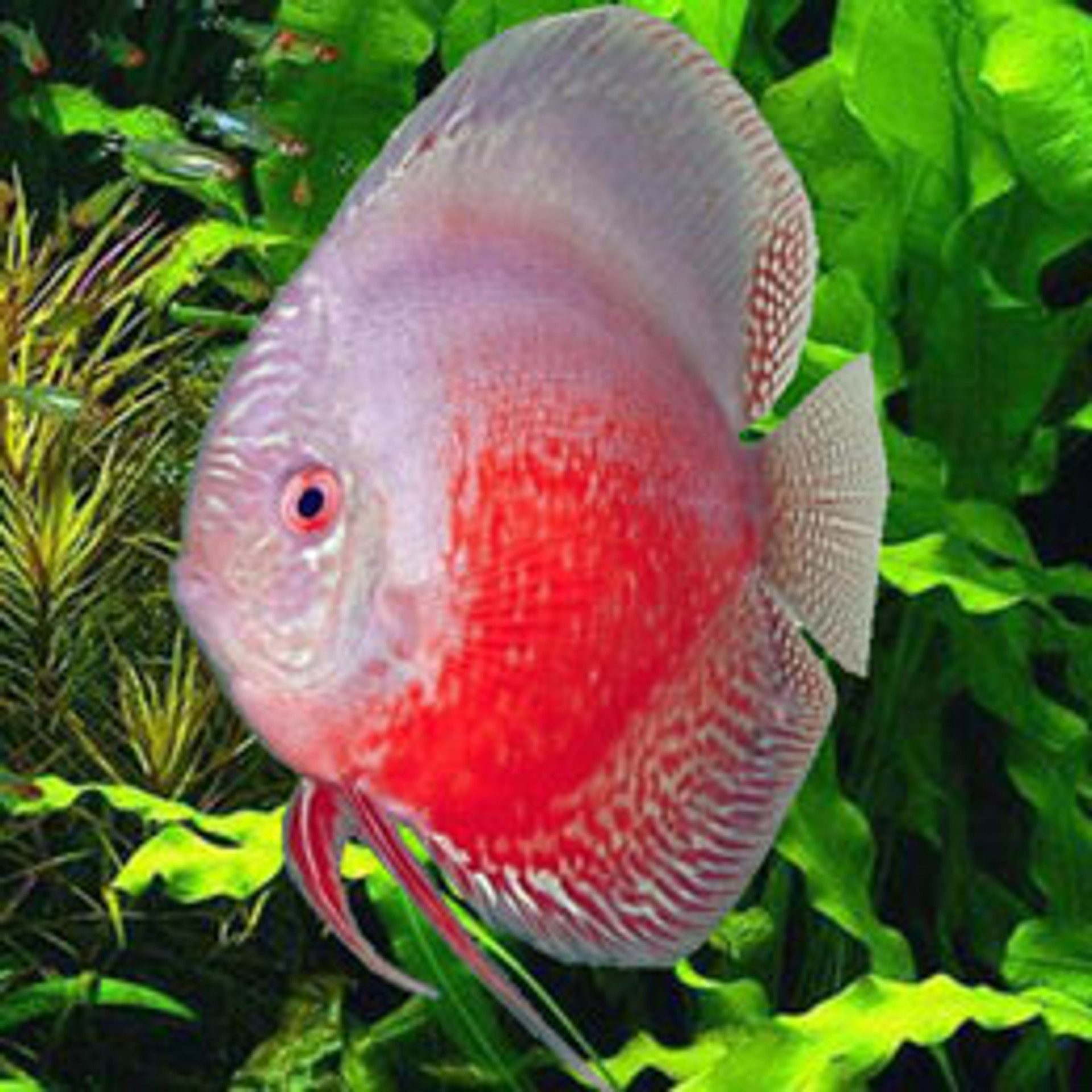 discus freshwater fish