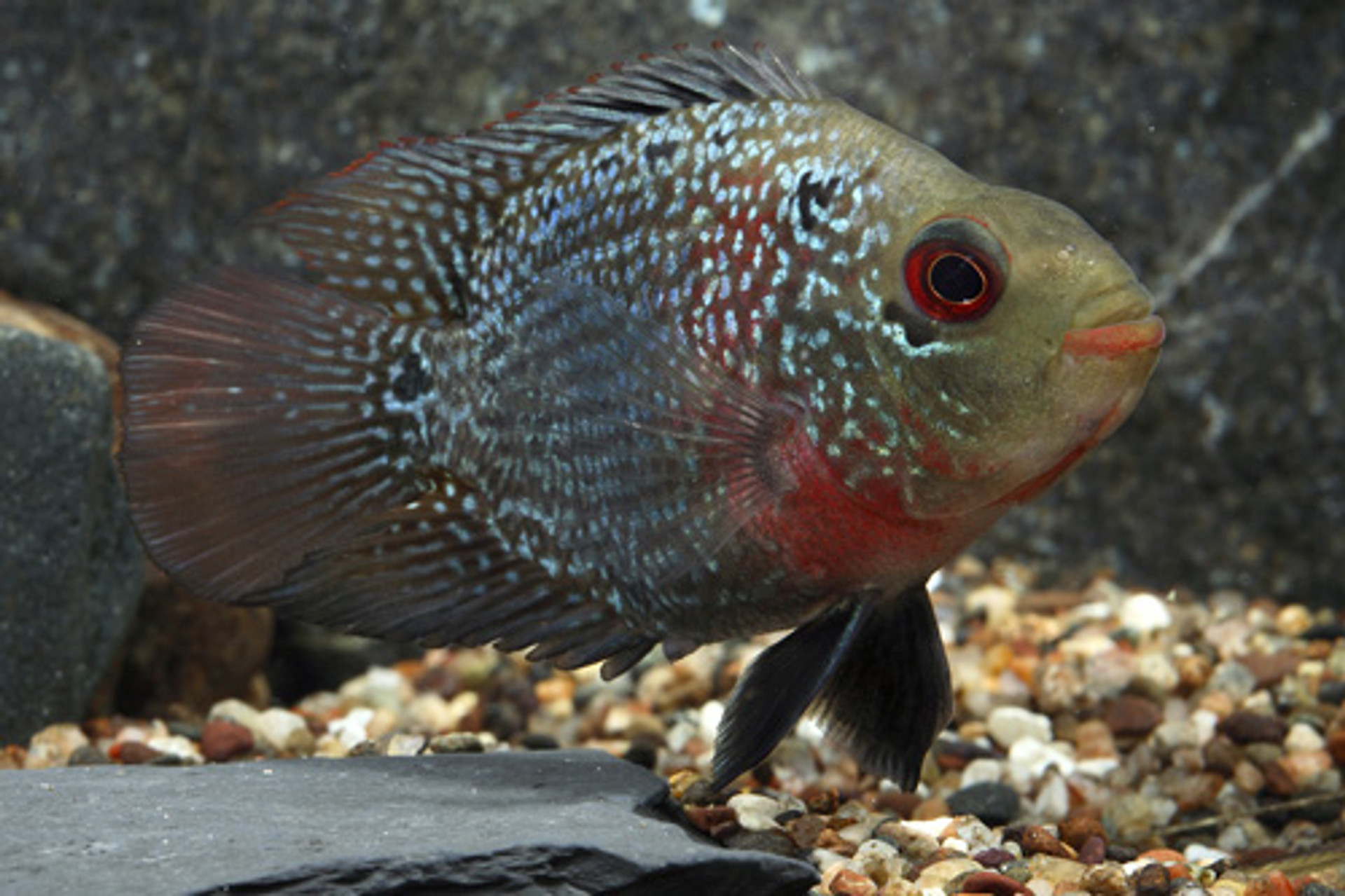 cockatoo cichlid