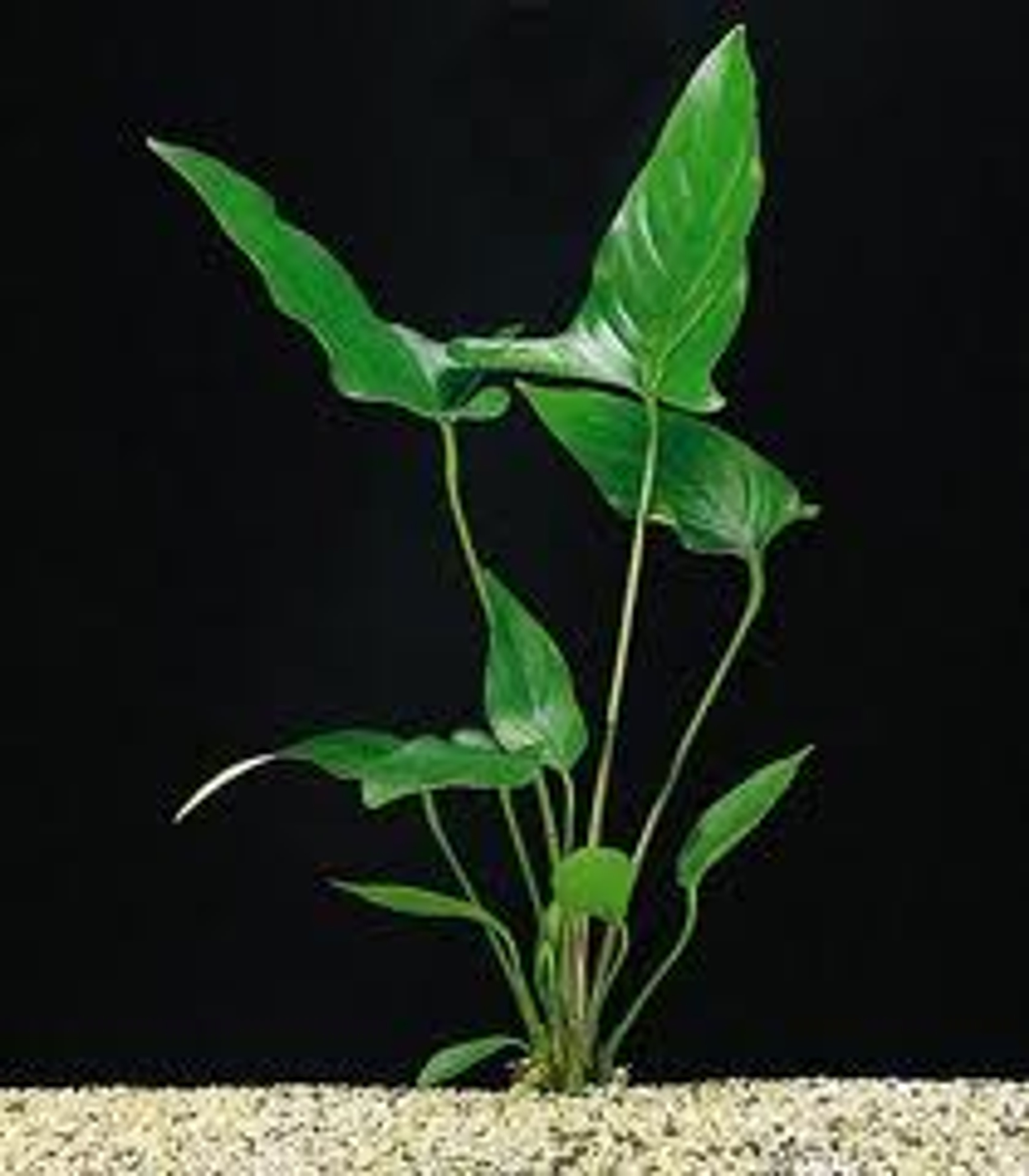 Anubias Hastifolia Plant Medium 
