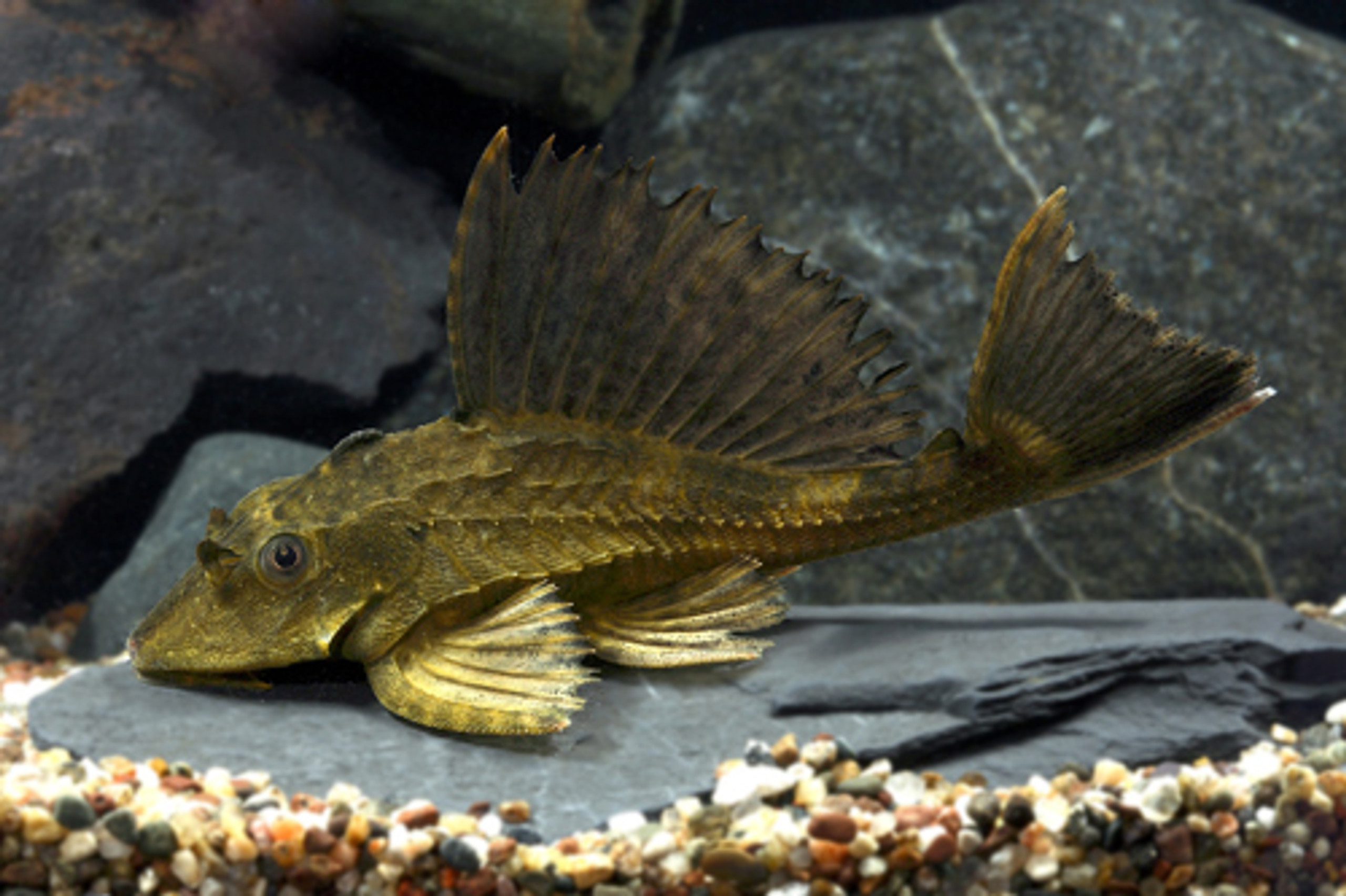 RHINO PLECO Regular Bluegrassaquatics rhino-pleco-regular-bluegrassaquatics