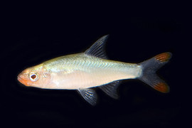 glass bloodfin tetra regular
