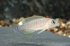 red zebra cichlid gender