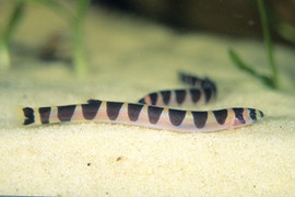 gold zebra loach max size