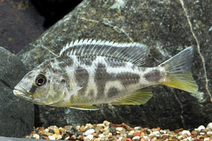 VENUSTUS CICHLID - regular: 1.25 -2.0 inches VENUSTUS CICHLID - regular: 1.25 -2.0 inches